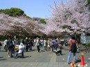 uenopark100 * Japaner zelebrieren die Kirschblte im Ueno-Park * 2048 x 1536 * (850KB)